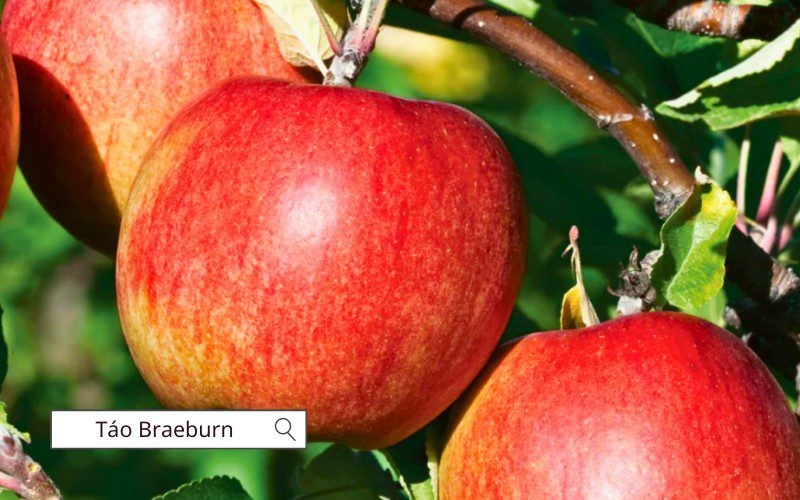 Táo Braeburn giòn, có vị cân bằng giữa ngọt và chua