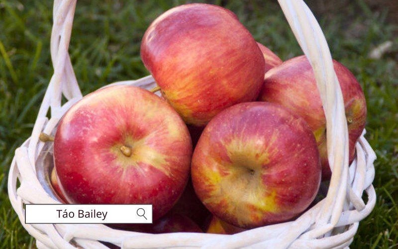 Táo Bailey có vị ngọt nhẹ, mọng nước nhưng không giòn bằng các giống khác