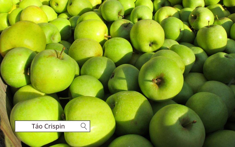Táo Crispin có kích thước lớn, vị ngọt thanh và giòn