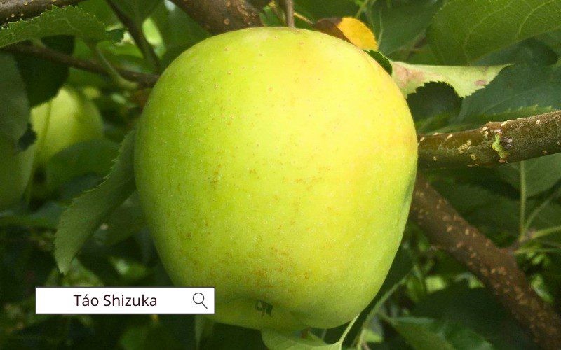 Táo Shizuka là phiên bản ngọt hơn của táo Crispin