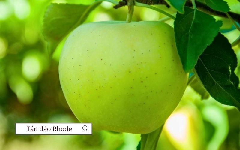 Táo xanh đảo Rhode tương tự như táo Granny Smith nhưng hương vị có phần mạnh mẽ hơn