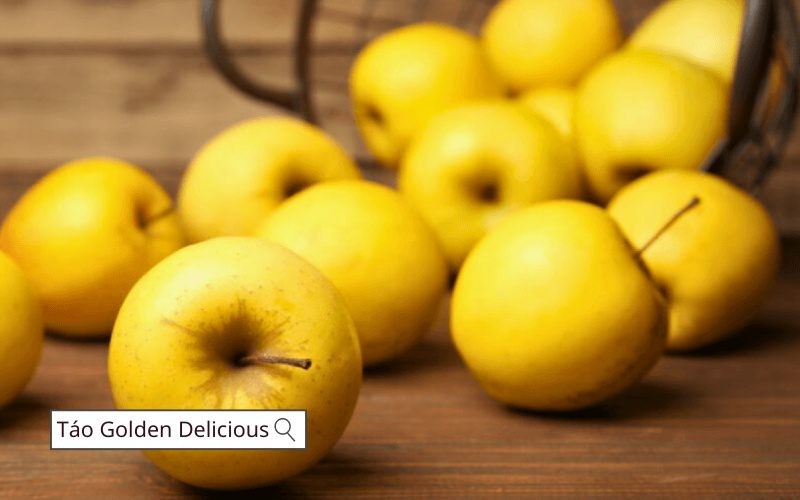 Táo Golden Delicious có vị ngọt thanh, thịt mềm nhưng vẫn giòn