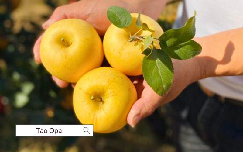 Táo Opal nổi tiếng với vị ngọt đậm, giòn và không bị thâm khi cắt
