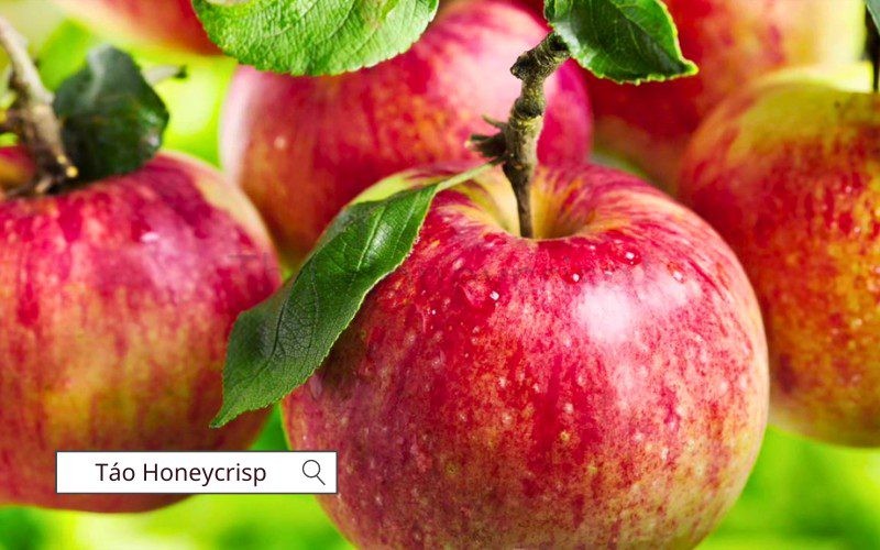 Táo Honeycrisp nổi bật với hương vị ngọt đậm và vị giòn