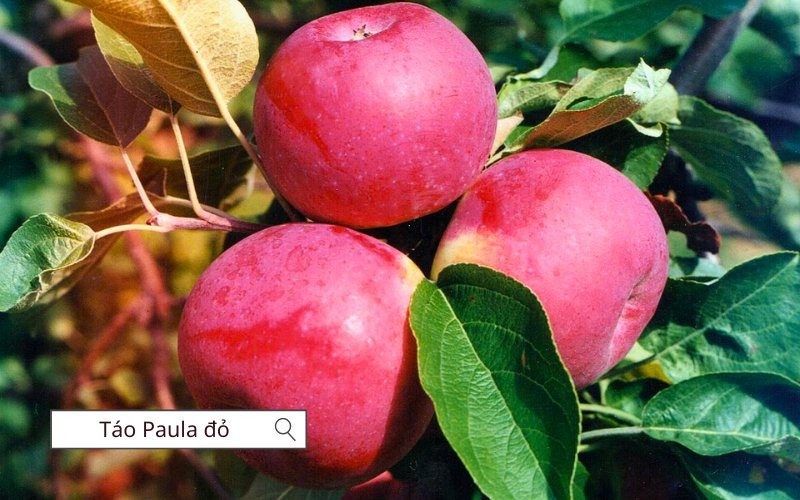 Táo Paula đỏ ngọt, mọng nước và có hương thơm nhẹ