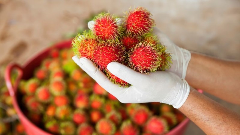 Cận cảnh những chùm chôm chôm chín đỏ mọng nước