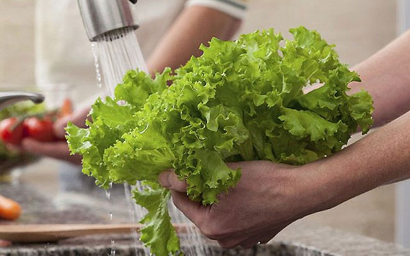 Rau xà lách được sơ chế sạch