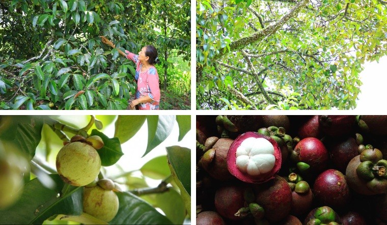 Cảnh quan sông nước thơ mộng tại Cần Thơ.