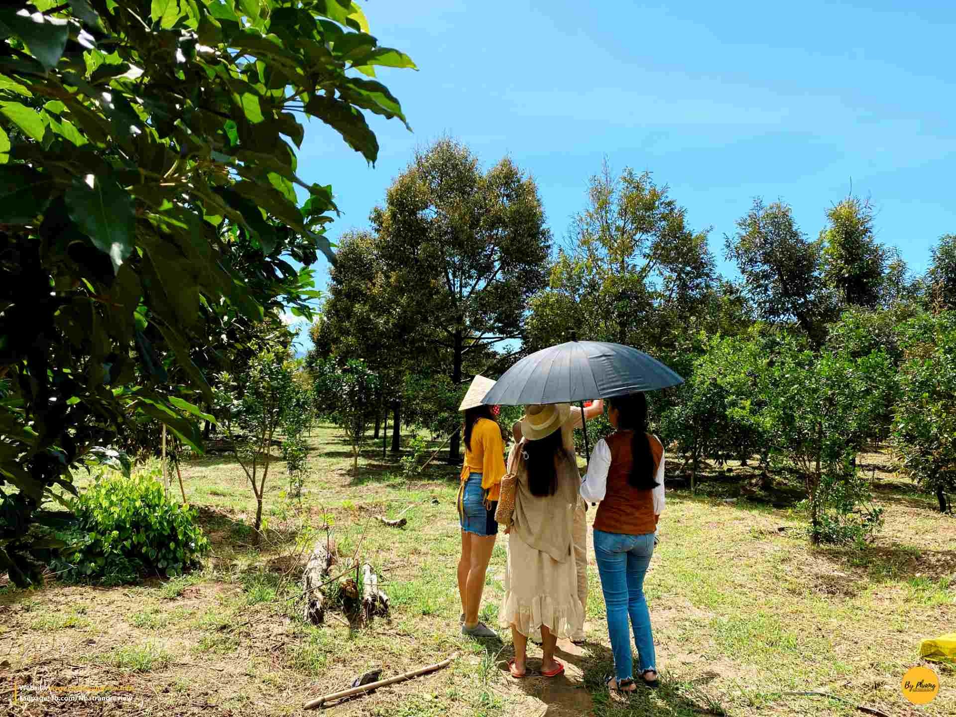 Khung cảnh vườn cây ăn trái xanh mướt tại Khánh Sơn