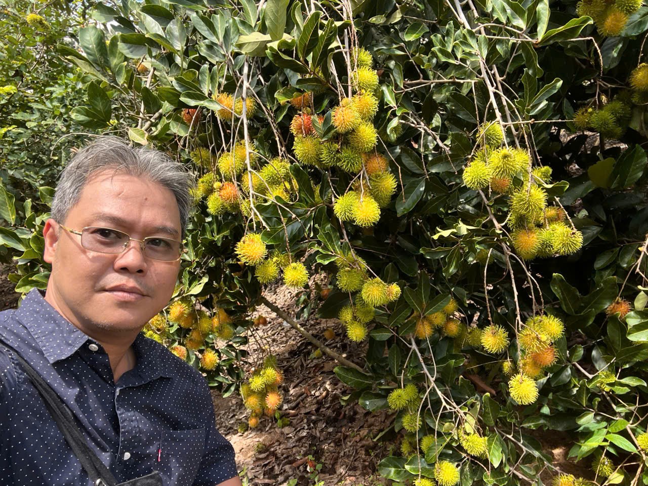 Cận cảnh chùm chôm chôm đỏ mọng, hấp dẫn
